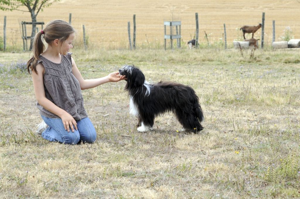 D'gigolo des Picholines