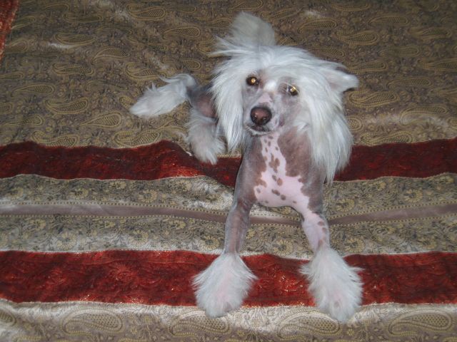 Charmed House Princess Tippy