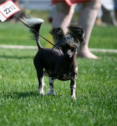 Old Chum's Name Of The Game