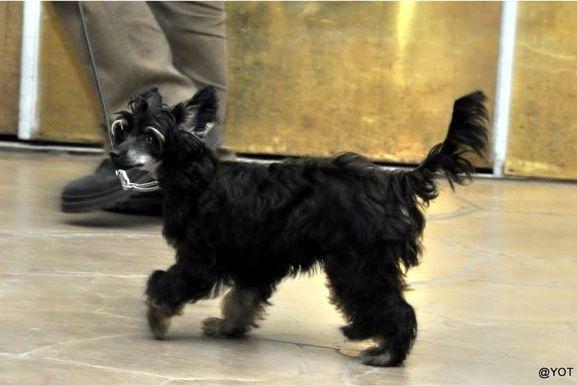 Old Chum's Never Say Never 