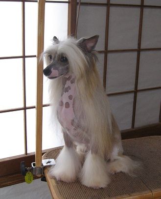 Solino's Ready to Rock