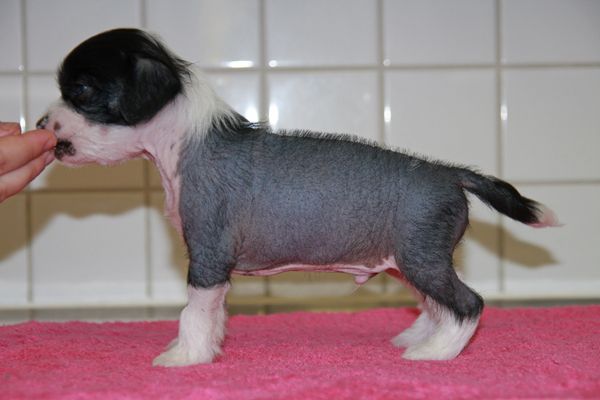 Chattanooga's Eclipse de Luna