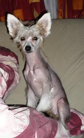 Arlette Scarlet ar Arenis Marri