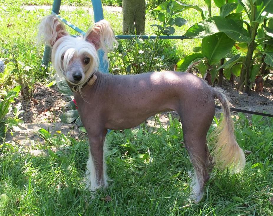 Arwen R'Doreen ar Arenis Marri