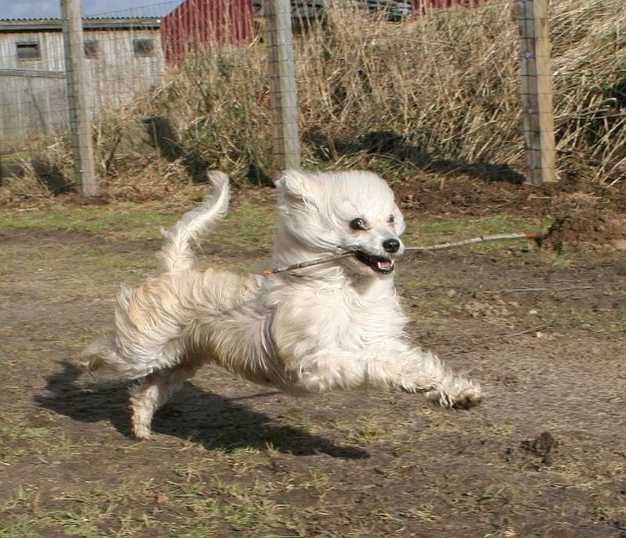 Fashion Style Mongoshi