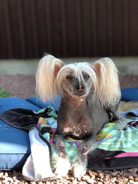 Ridgecrest's Mr DiNozzo