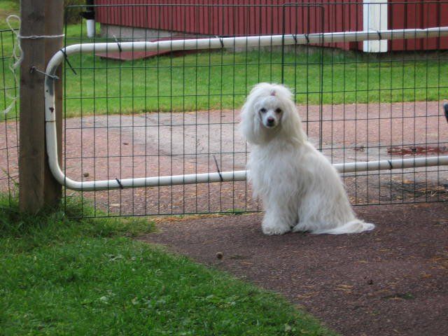 Ridgecrest's Fancy Girl