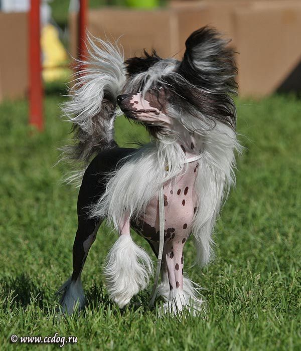 Olegro Katrin Uksi Koira