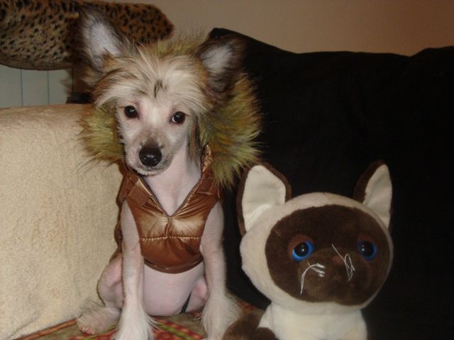 Lady Ml Ekkho L'Enfant Terrible