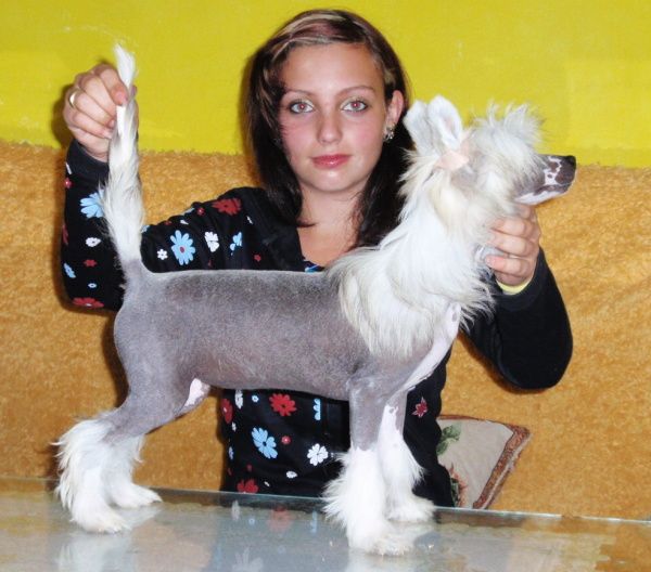 Fey-Wing ze Shetlandu