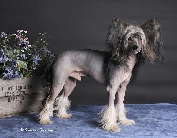 Frendor's Power Flower