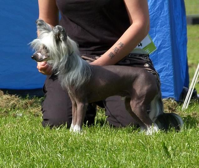 Brunius Denniz the spinner