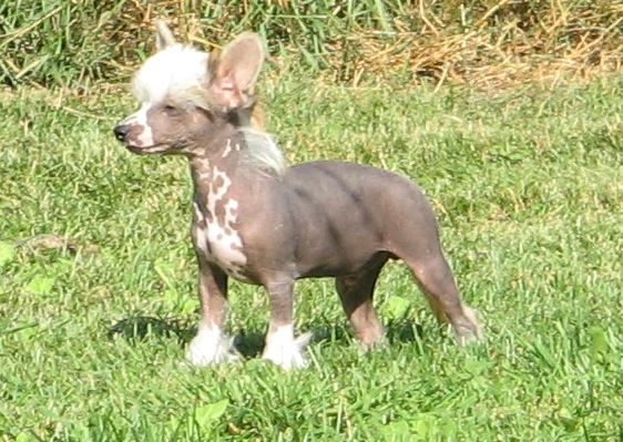 Xodix Bright Light Salvation