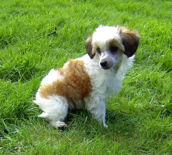 Xodix Bright Shiny Fascination