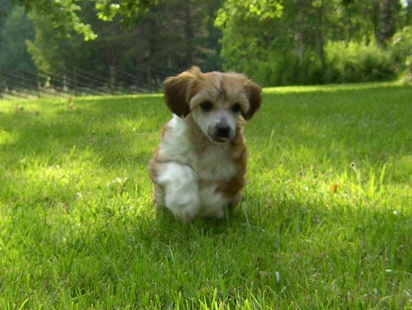 Xodix Bright Golden Inspiration