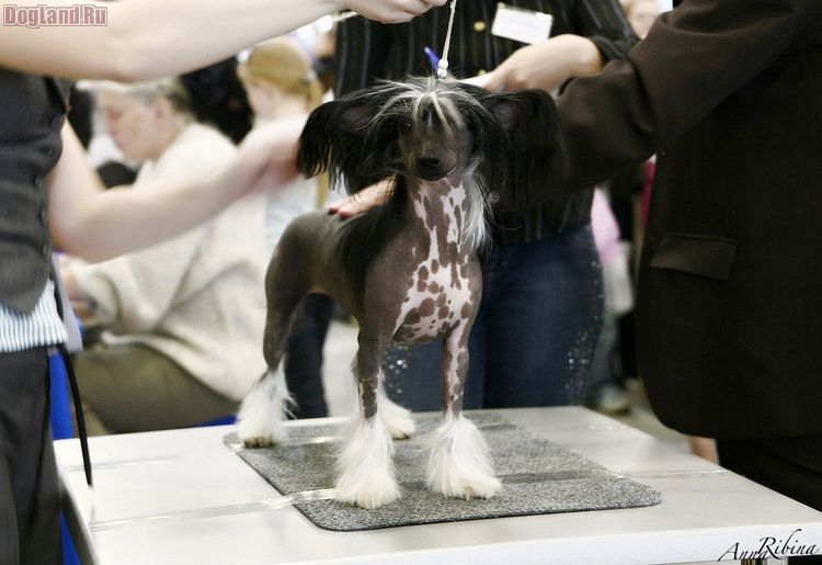 Fantastik Kashmir Uilsy Keora