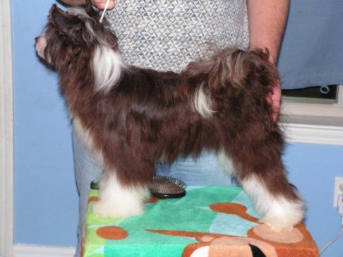 Jonbrecy's Phoenix Flame