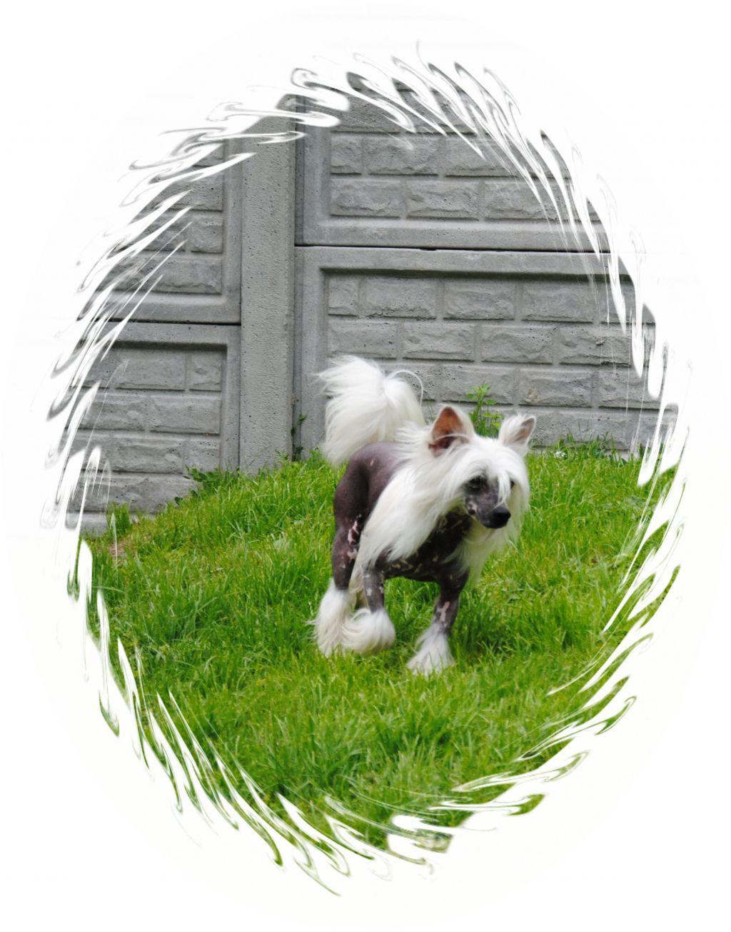 Ch. Grand Grzywkomania