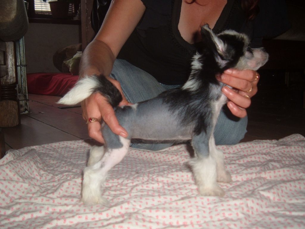 Gramona Grzywkomania 