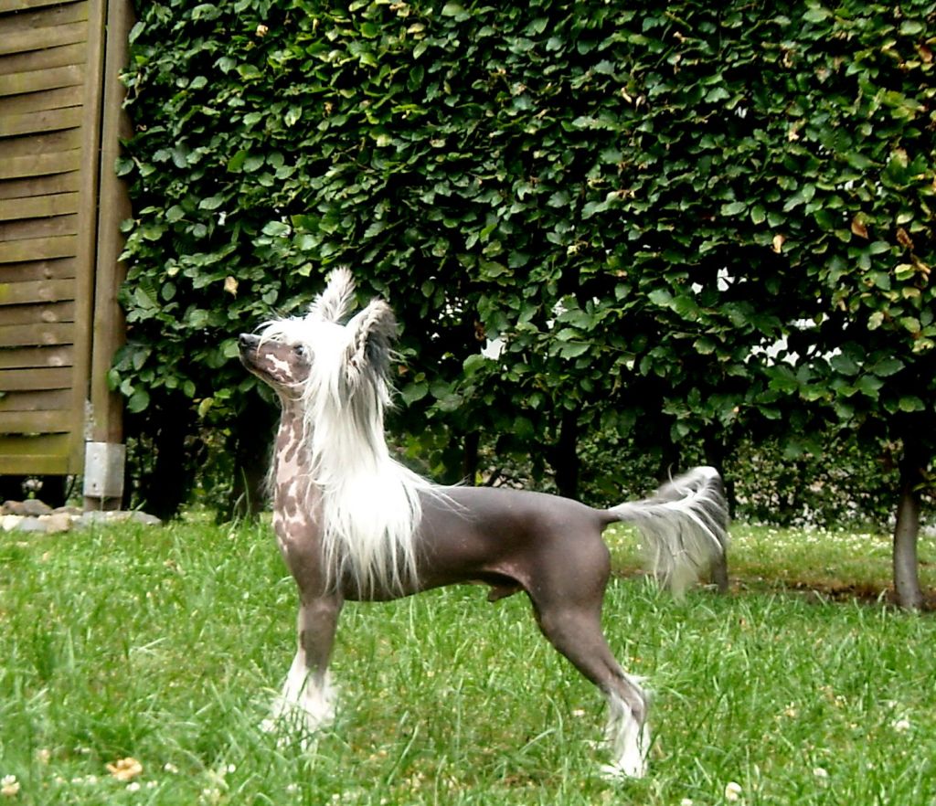 Edcullen's Glade Ace of Trumps