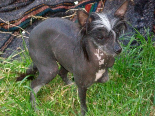 Sudaniall Dark Angel at Didbairn