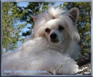 YaGudina's The Angel