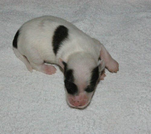 Oriental Jokes Excalibur