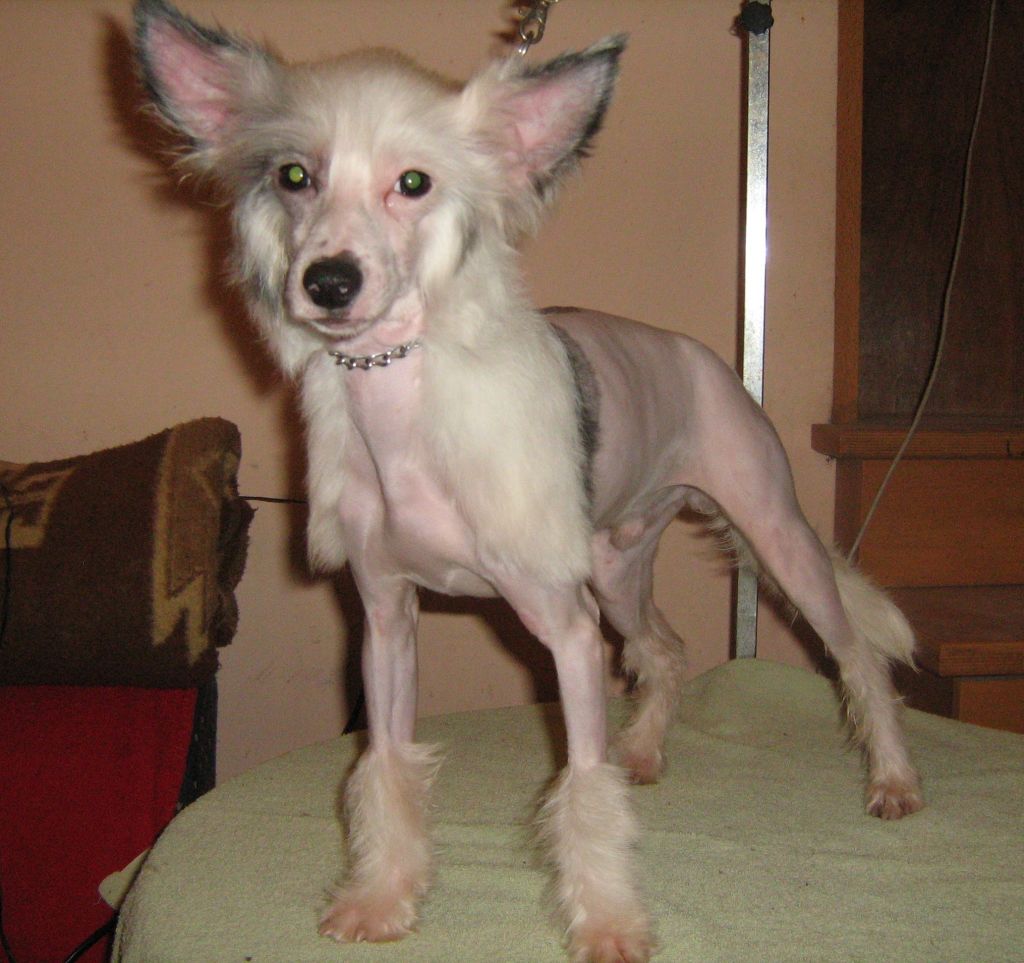 Leroy Mali Zmaj