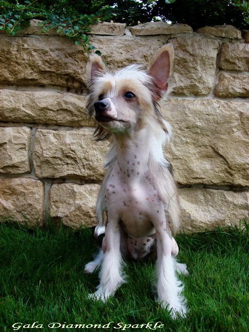 Gala Diamond Sparkle