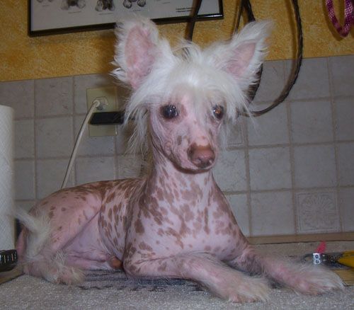 Darling Lil Painted Jiminy Cricket