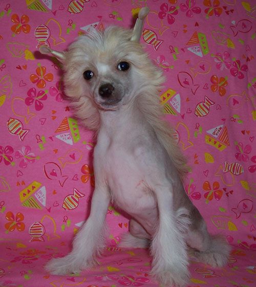 Darling Lil Snuffle Bubbles Pfeona