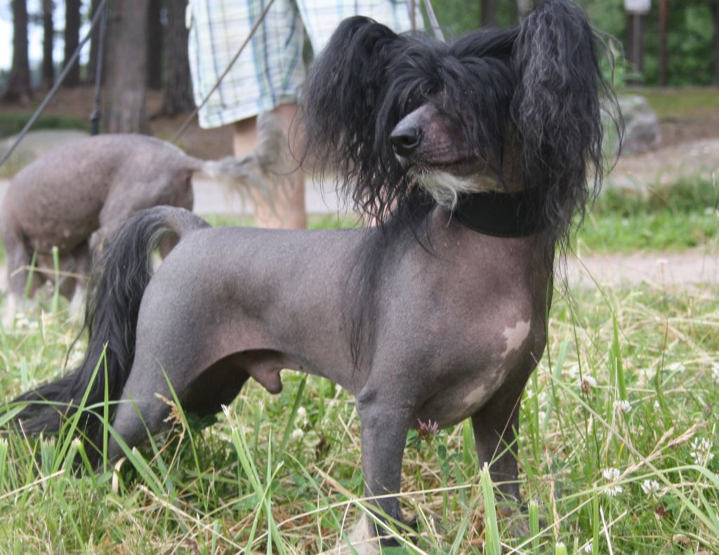 Candy Queen's Russian Roulette