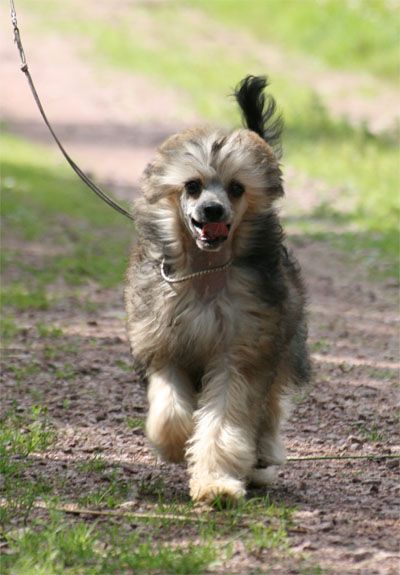 Candy Queen's Rock'N Roll