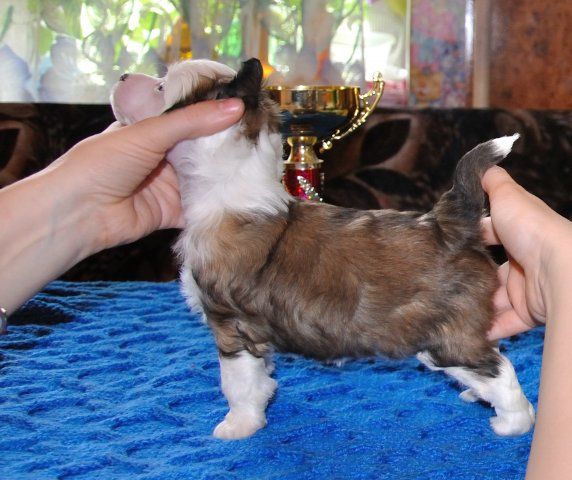 Kama Lakshmy Dzhiverz