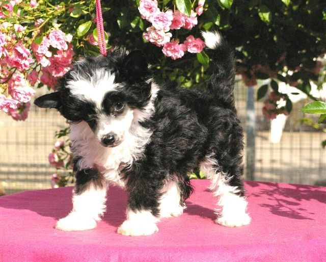 Lollipop von Shinbashi