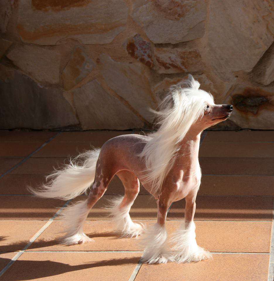 Wish Of My Heart von Shinbashi