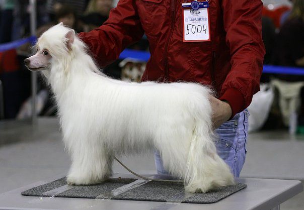 Mimi Dog Doll White Lioness