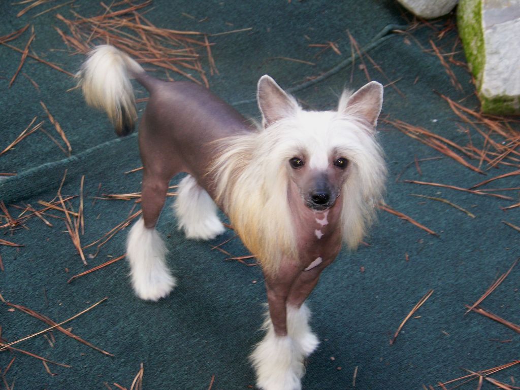 Baldpark's It's A Family Tradition