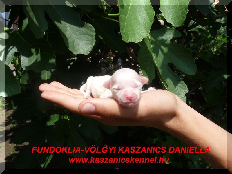 Fundoklia-völgyi Kaszanics Daniella