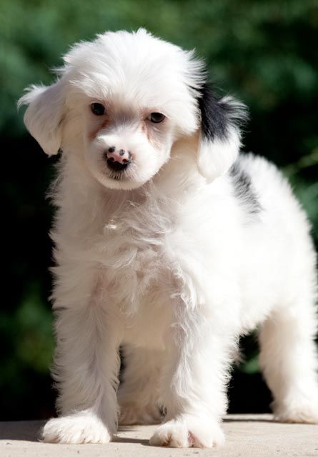 Zucchero de GabriTho