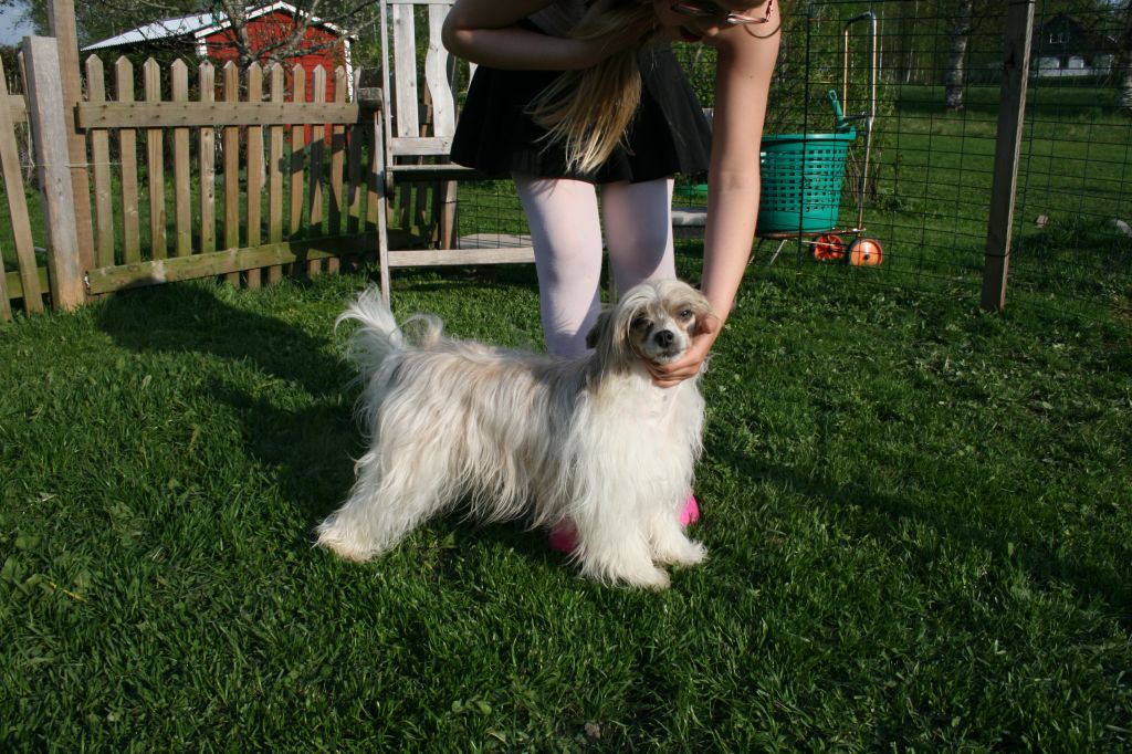 Denize'z Gizmo'z Imzi