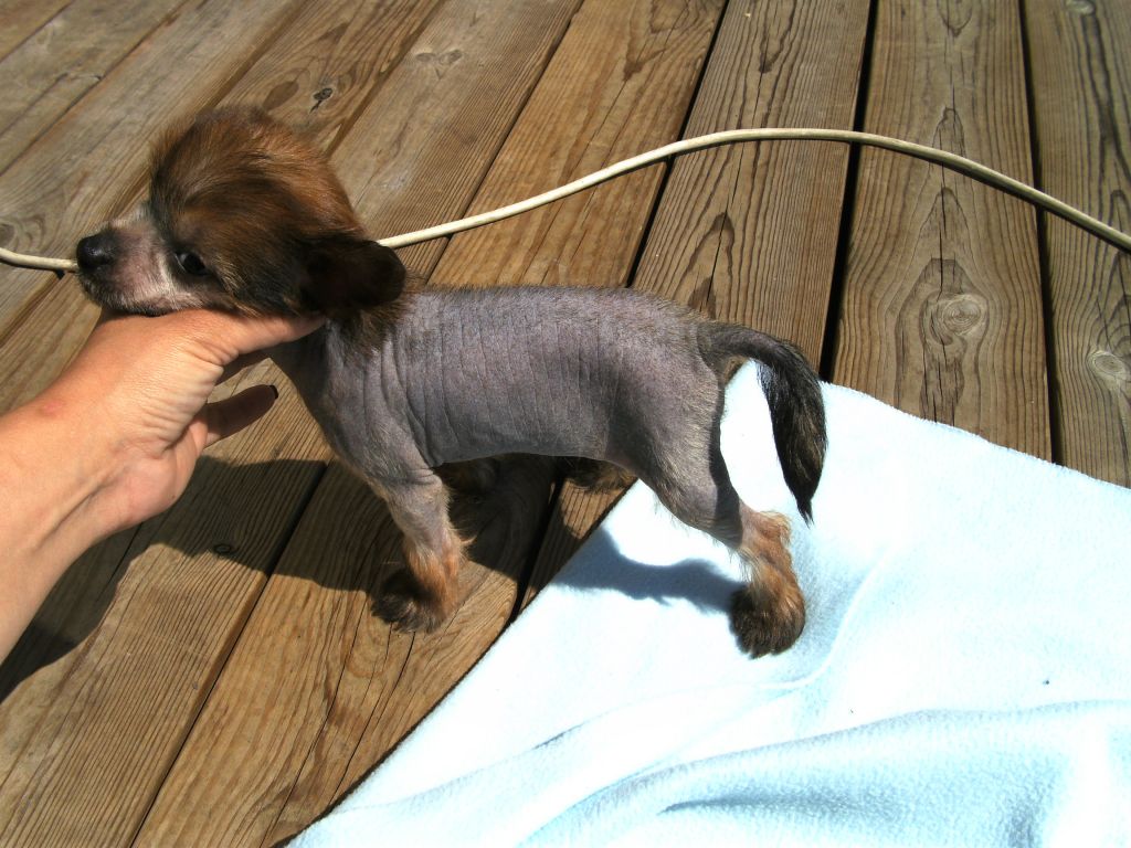 Denize'z Gizmo'z Cornelia Cacao