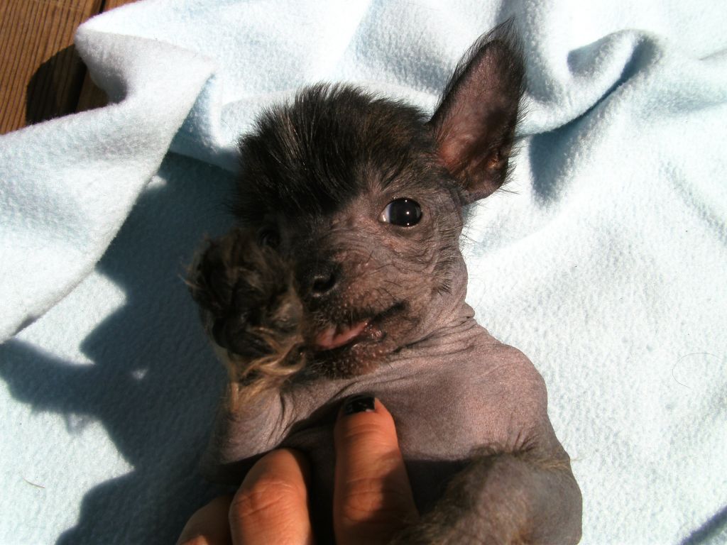 Denize'z Gizmo'z Malibo