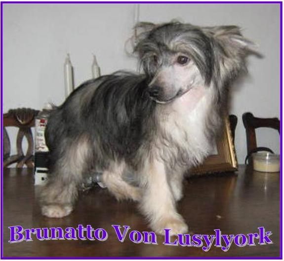 Brunato PP Von Lusylyork