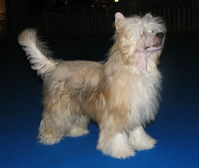 He's The Wizard Pazzda