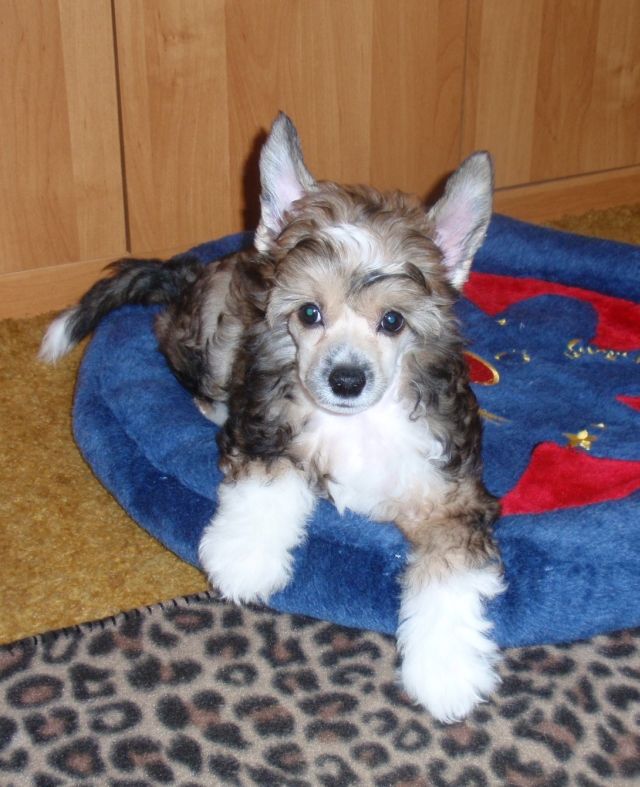 Here's Dirty Diana Pazzda