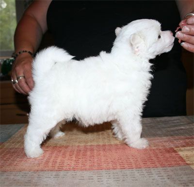 Sippelins Pride Girl