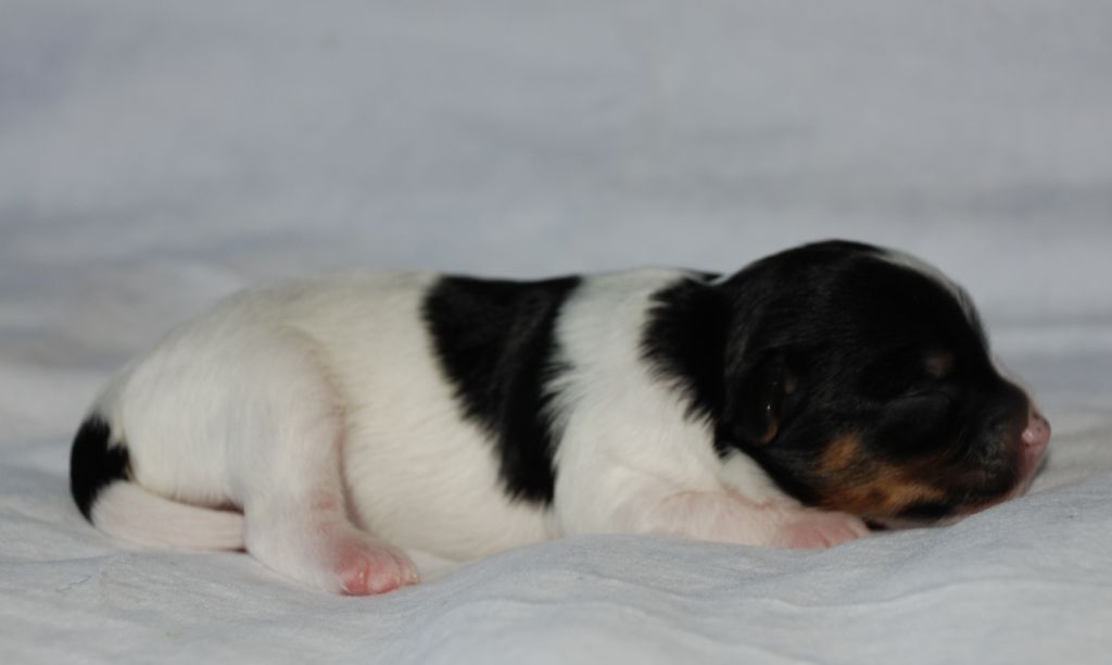 Bonniveras Caly'ptra