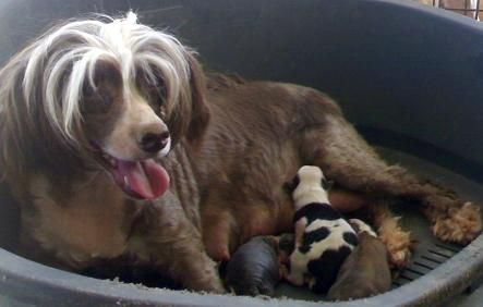 Garden of Eden de la Kassina