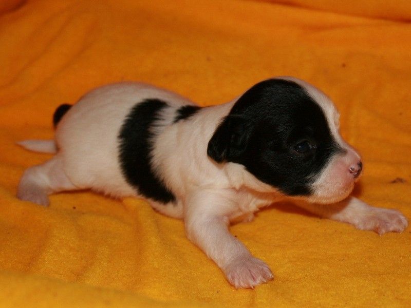 Vellar Pljus Djannis